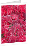 Frost Covered Japanese Maple Leaves by Anonymous
