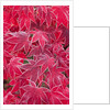 Frost Covered Japanese Maple Leaves by Anonymous