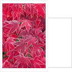 Frost Covered Japanese Maple Leaves by Anonymous