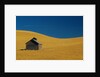 Shed in a Wheat Field by Anonymous