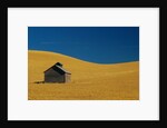 Shed in a Wheat Field by Anonymous