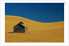 Shed in a Wheat Field by Anonymous