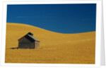 Shed in a Wheat Field by Anonymous