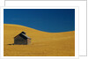 Shed in a Wheat Field by Anonymous