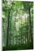 Fog Rising in Grove of Maple Trees by Anonymous