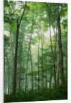 Fog Rising in Grove of Maple Trees by Anonymous