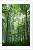 Fog Rising in Grove of Maple Trees by Anonymous
