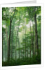 Fog Rising in Grove of Maple Trees by Anonymous