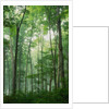 Fog Rising in Grove of Maple Trees by Anonymous