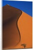 Tree and Sand Dune by Anonymous