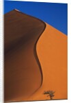 Tree and Sand Dune by Anonymous