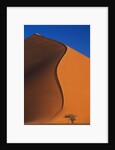 Tree and Sand Dune by Anonymous