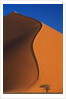 Tree and Sand Dune by Anonymous