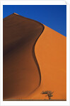 Tree and Sand Dune by Anonymous