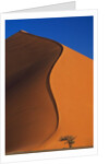 Tree and Sand Dune by Anonymous
