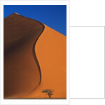 Tree and Sand Dune by Anonymous