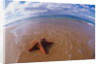 Starfish at Kihei Beach by Anonymous