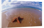 Starfish at Kihei Beach by Anonymous