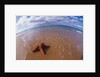 Starfish at Kihei Beach by Anonymous