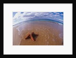 Starfish at Kihei Beach by Anonymous