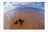 Starfish at Kihei Beach by Anonymous