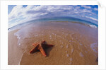 Starfish at Kihei Beach by Anonymous