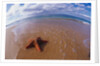 Starfish at Kihei Beach by Anonymous