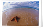 Starfish at Kihei Beach by Anonymous