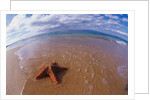 Starfish at Kihei Beach by Anonymous