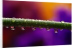 Dew Drops on Iris Stem by Anonymous