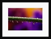 Dew Drops on Iris Stem by Anonymous