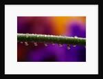 Dew Drops on Iris Stem by Anonymous