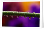 Dew Drops on Iris Stem by Anonymous