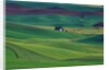Wheat and Pea Fields Covering Rolling Hills by Anonymous