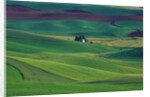 Wheat and Pea Fields Covering Rolling Hills by Anonymous
