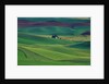 Wheat and Pea Fields Covering Rolling Hills by Anonymous