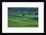 Wheat and Pea Fields Covering Rolling Hills by Anonymous