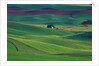 Wheat and Pea Fields Covering Rolling Hills by Anonymous