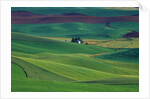 Wheat and Pea Fields Covering Rolling Hills by Anonymous