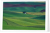 Wheat and Pea Fields Covering Rolling Hills by Anonymous