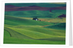 Wheat and Pea Fields Covering Rolling Hills by Anonymous