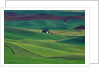 Wheat and Pea Fields Covering Rolling Hills by Anonymous