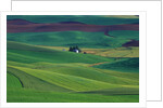 Wheat and Pea Fields Covering Rolling Hills by Anonymous