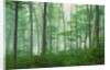 Maple Forest and Fog by Anonymous