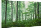 Maple Forest and Fog by Anonymous