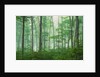 Maple Forest and Fog by Anonymous