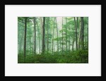 Maple Forest and Fog by Anonymous
