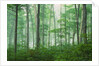 Maple Forest and Fog by Anonymous