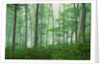 Maple Forest and Fog by Anonymous