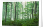Maple Forest and Fog by Anonymous